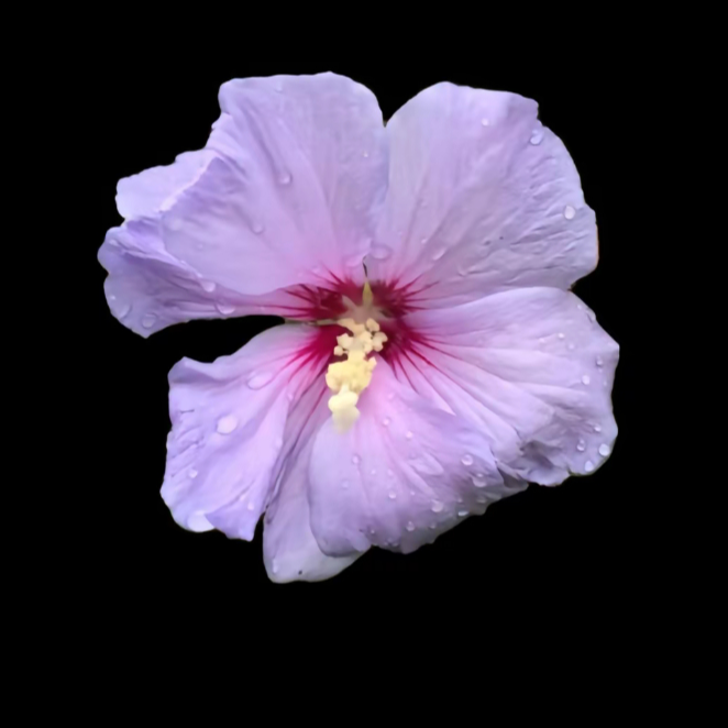 Богдан Доминика