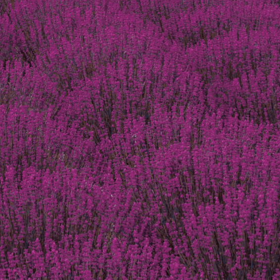 Ириша Сибирская