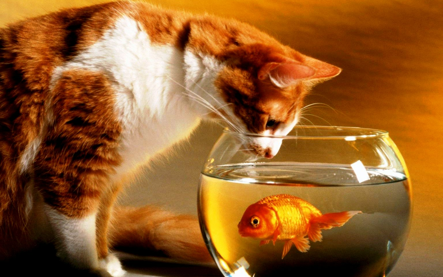 Натаэль Зика